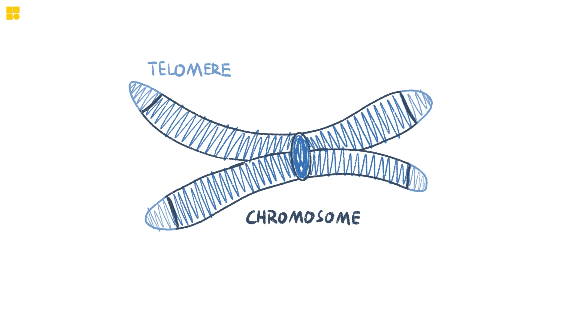 Telomere哔哩哔哩bilibili