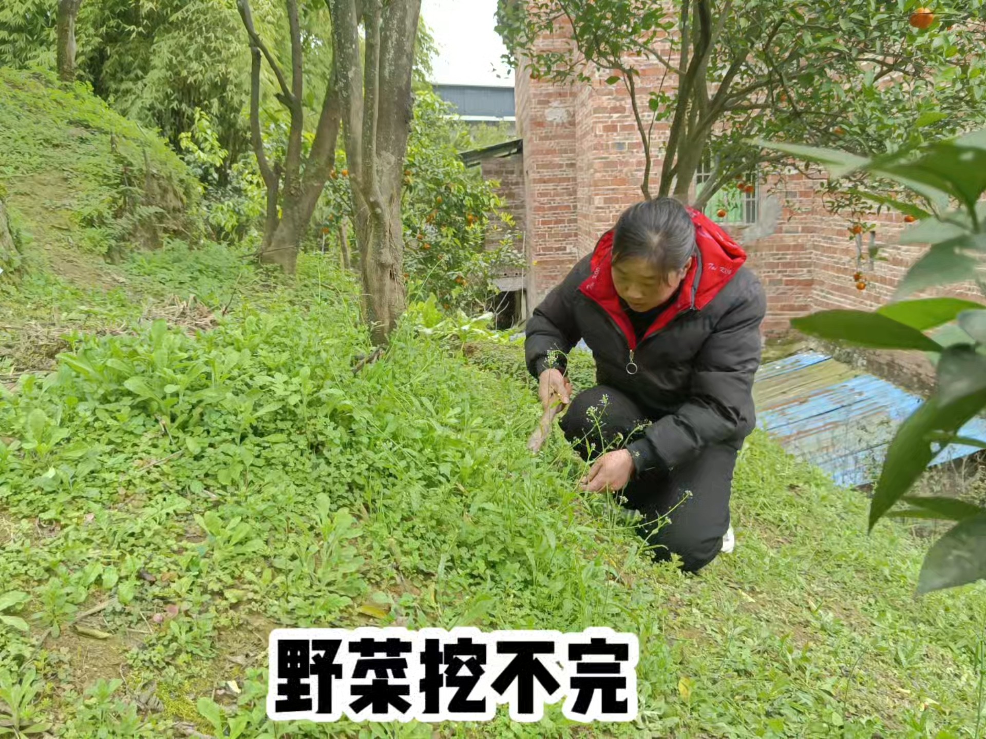 野菜种植一亩挣多少钱(野菜种植一亩挣多少钱啊)