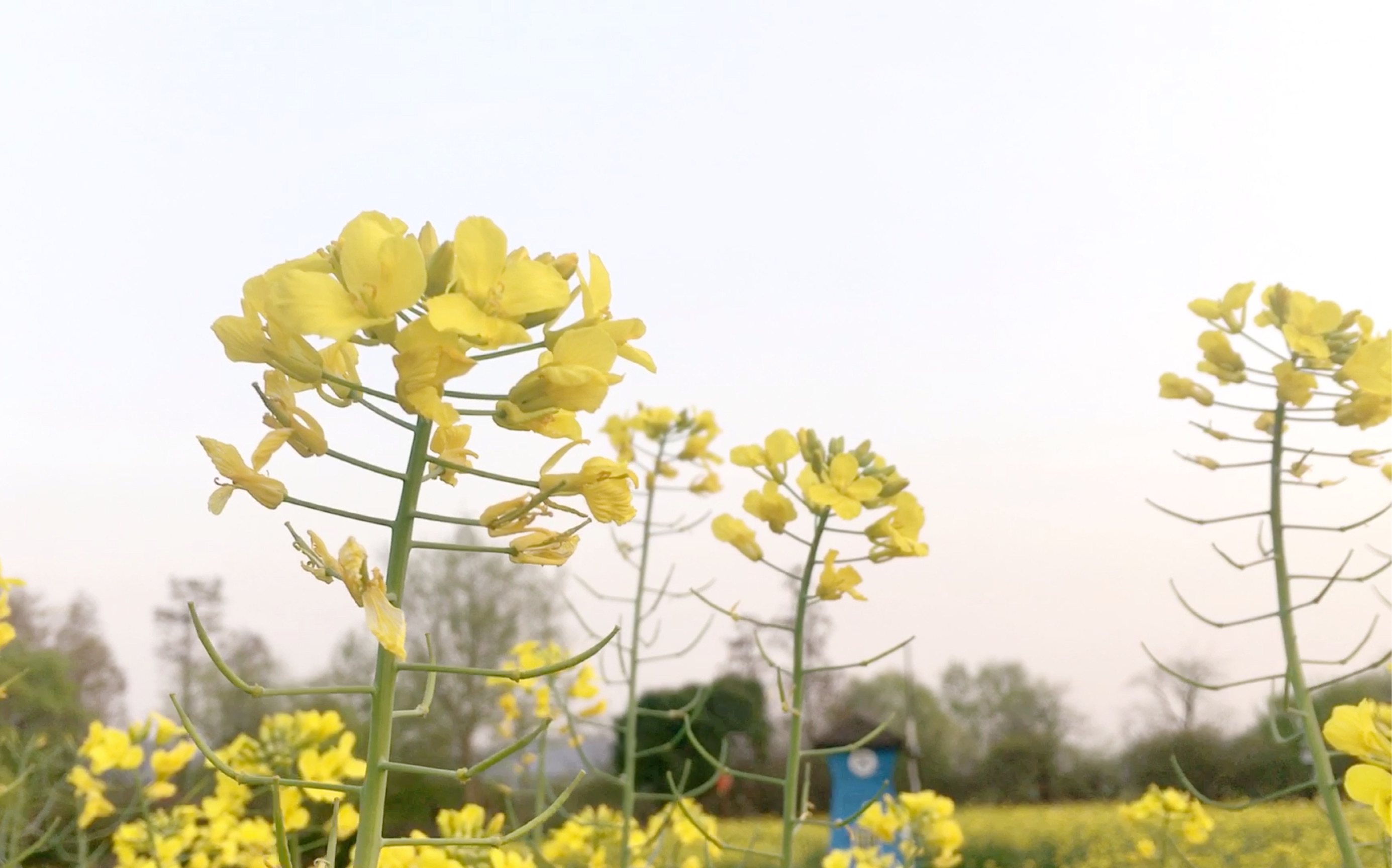 土味视频之油菜花 你爱了吗