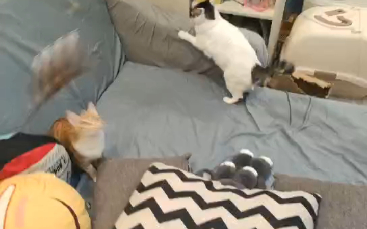 【招猫逗狗】如果猫猫会飞哔哩哔哩bilibili