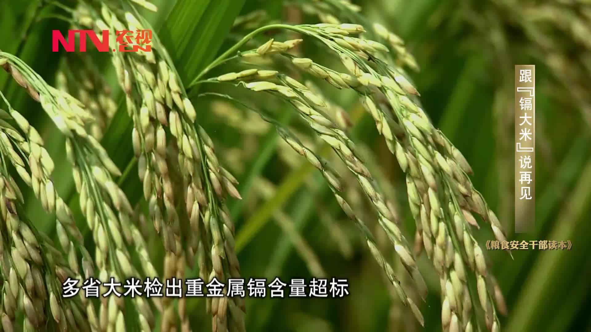 [图]《粮食安全干部读本》视频《跟“镉大米”说再见》