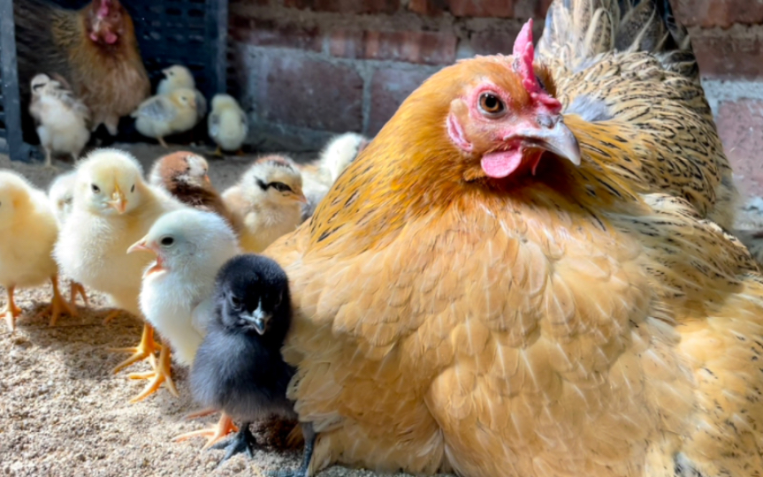 鸡妈妈的翅膀,是小鸡仔最温暖的避风港