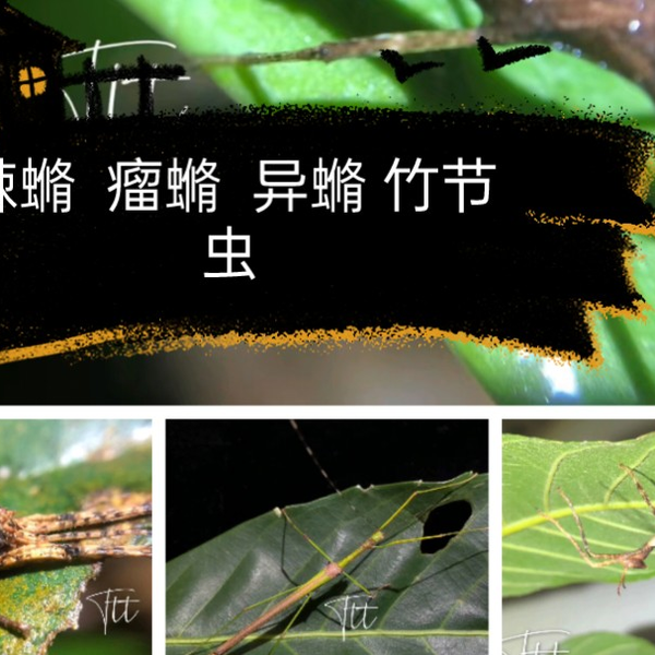 昆虫】新棘䗛瘤䗛双刺玛异䗛幽灵竹节虫_哔哩哔哩_bilibili