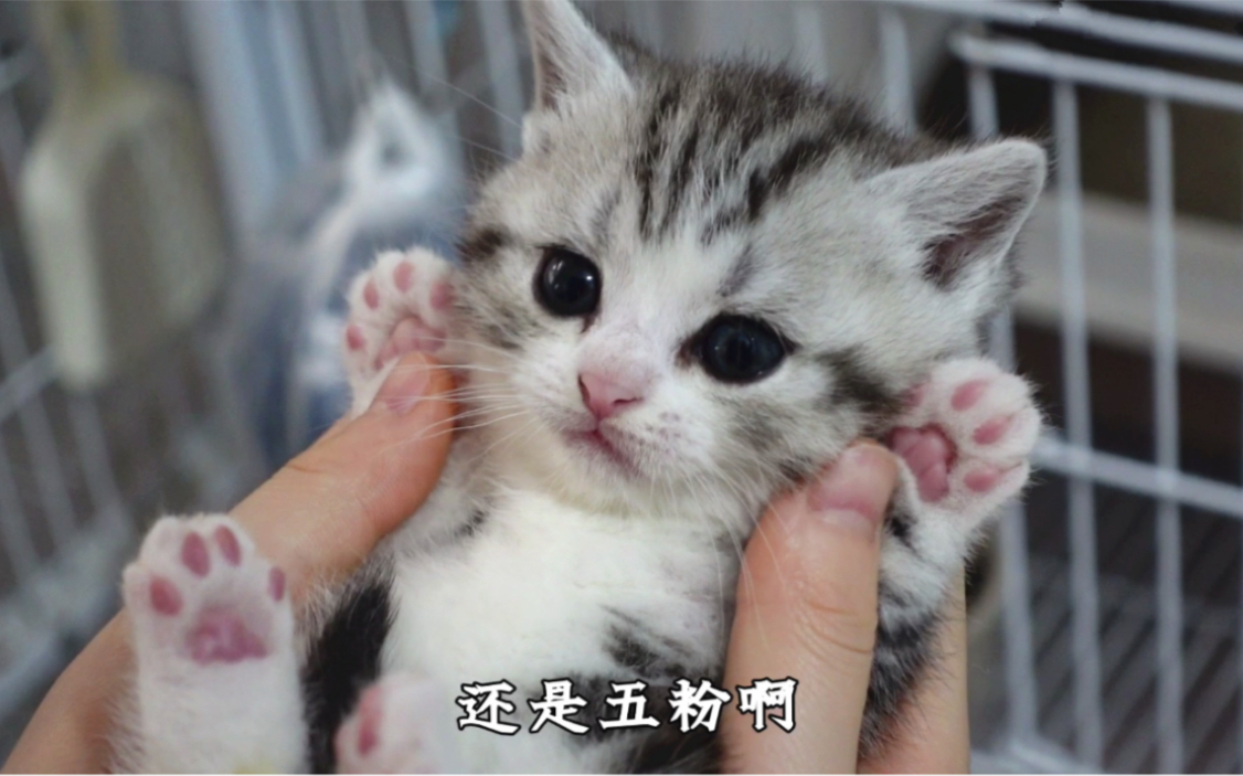 [图]又一只小奶猫不干净了！