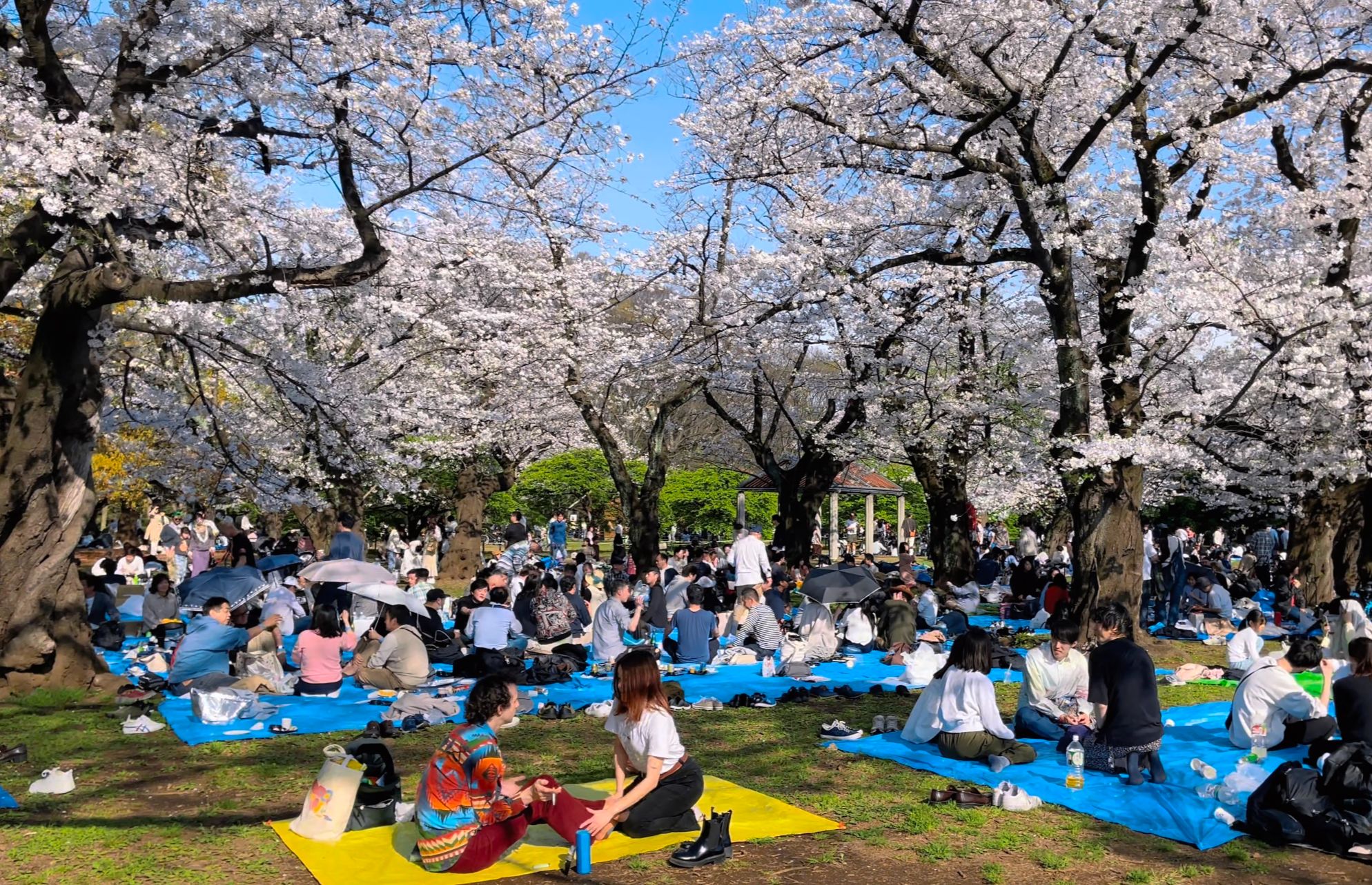 [4khdr]日本云旅游2024 | 4月7日漫步樱花盛开的日本东京代代木公园