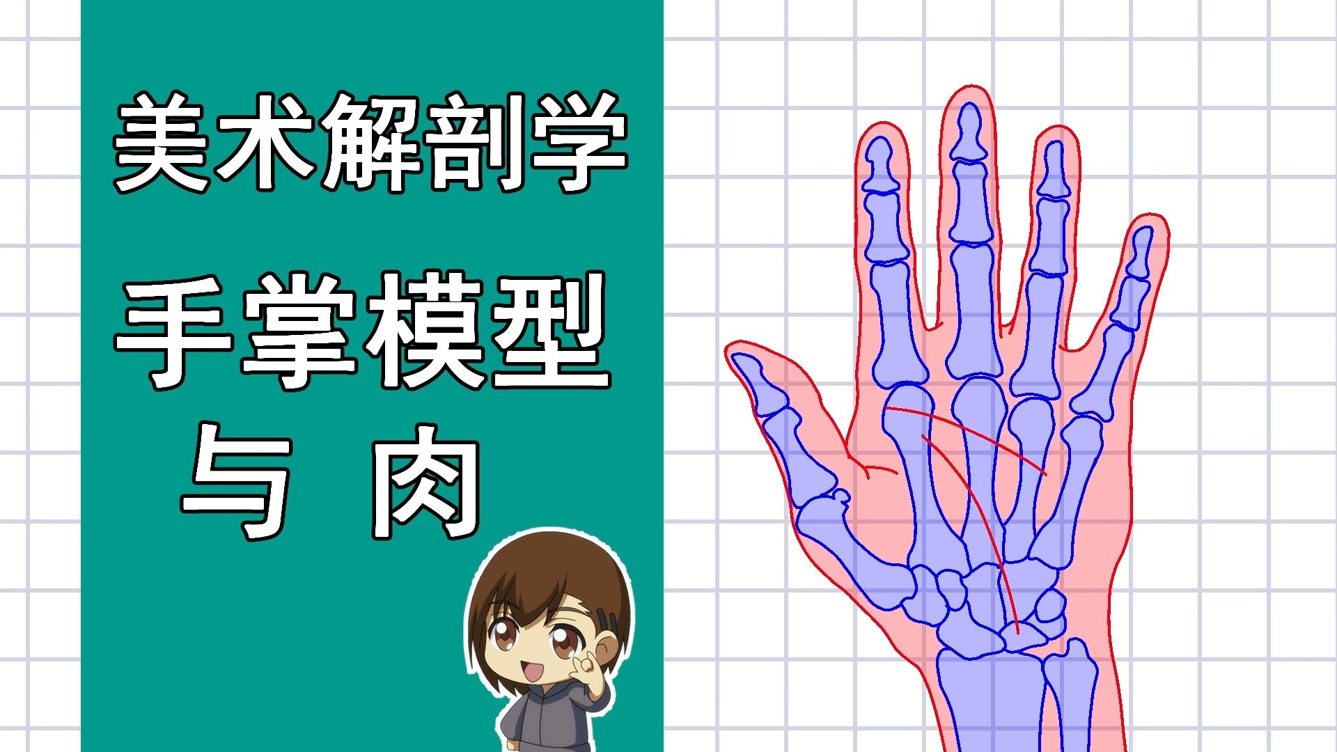 美术解剖学-74-手掌的模型与肉