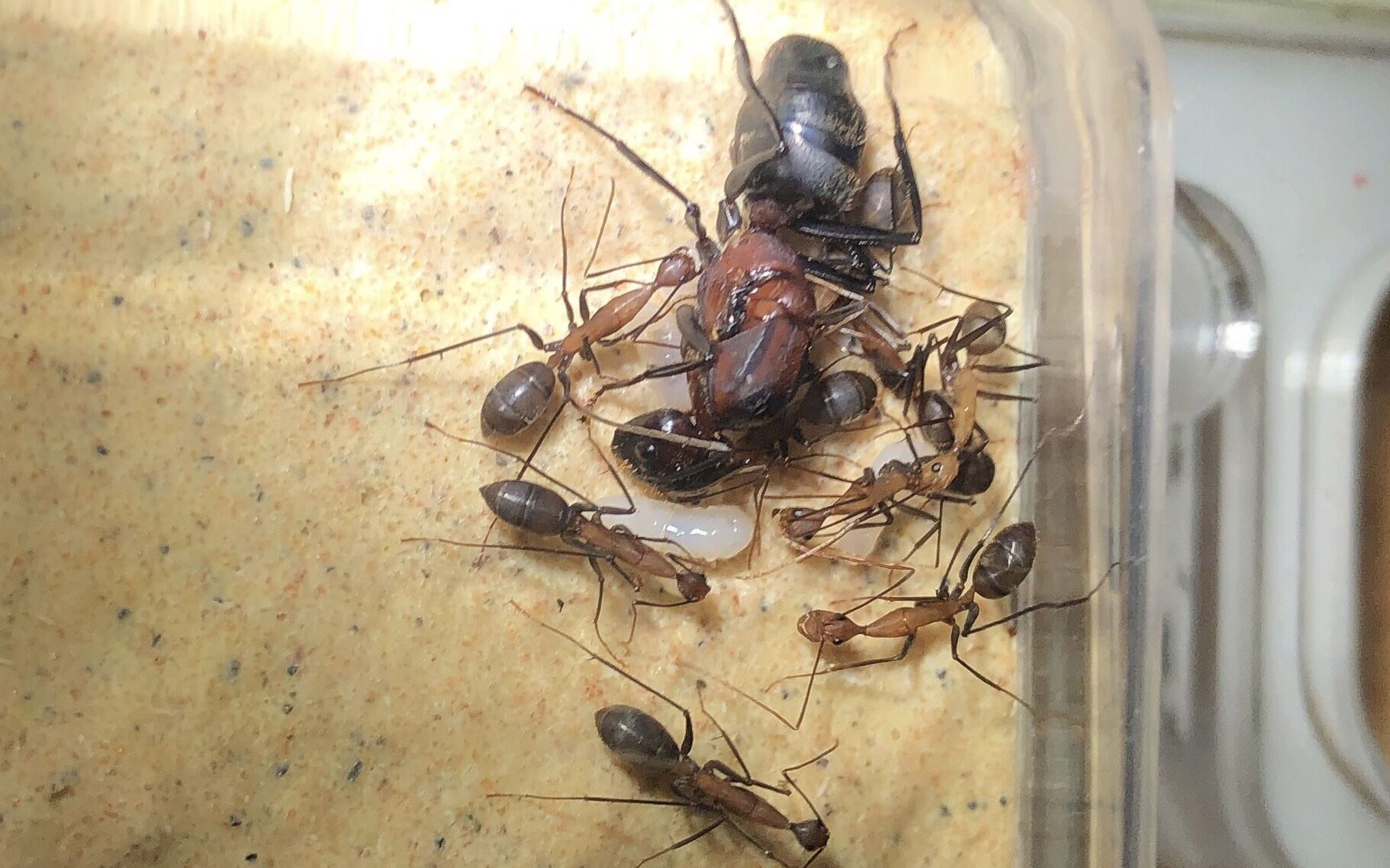 活动  【开箱视频】窄颈弓背蚁(camponotus angusticollis)——能与红