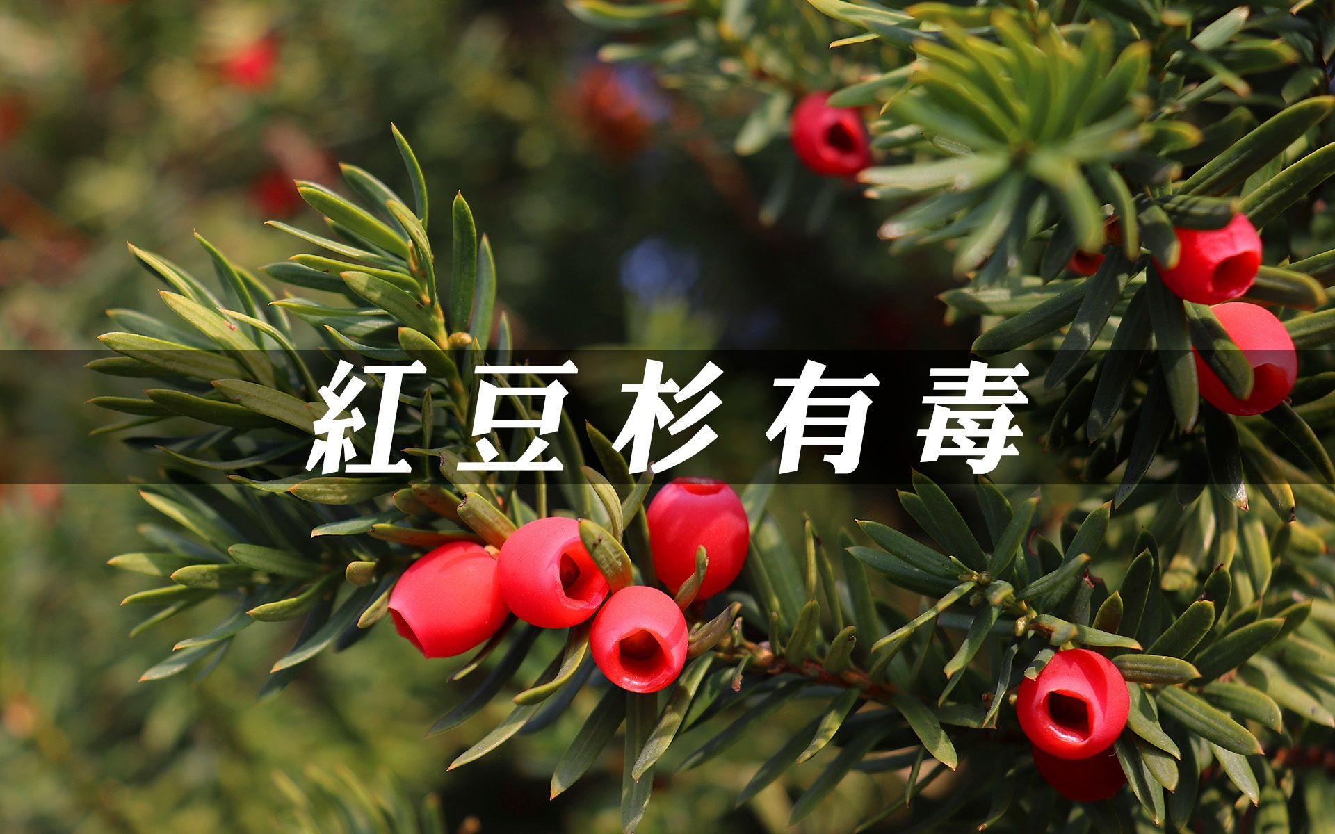 吃红豆的功效(红豆的好处:美容,降压,减肥)