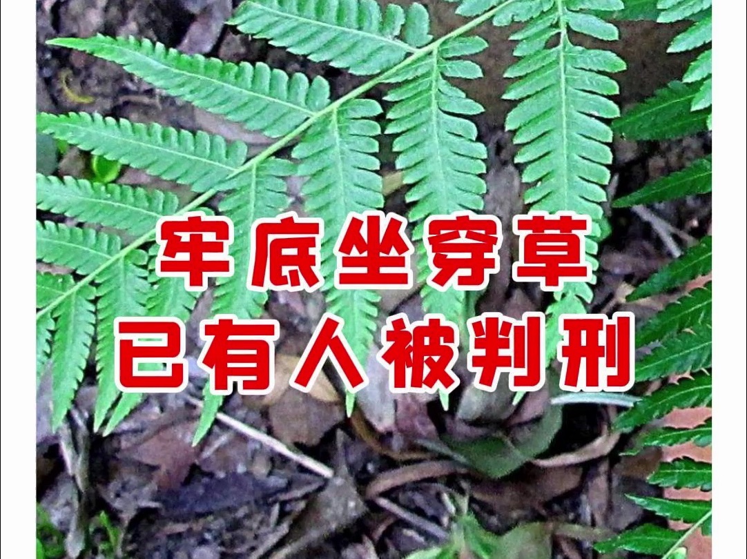 【微拍堂】牢底坐穿草 已有人被判刑