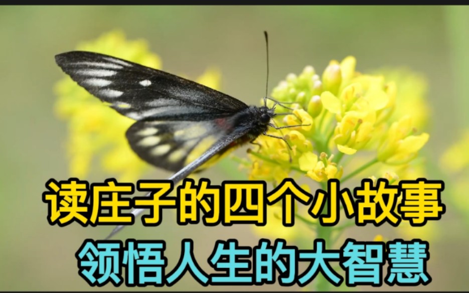 [图]读庄子的四个小故事，领悟人生的大智慧，不为世事所累，顺其自然，自在逍遥…