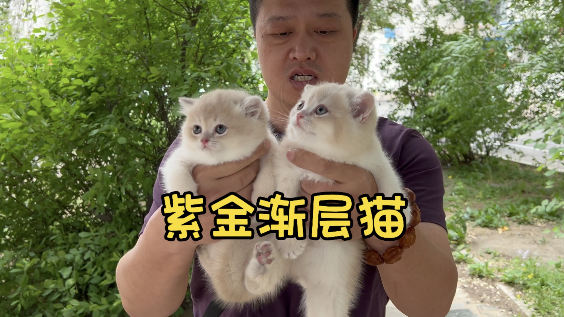 紫金渐层猫哔哩哔哩bilibili