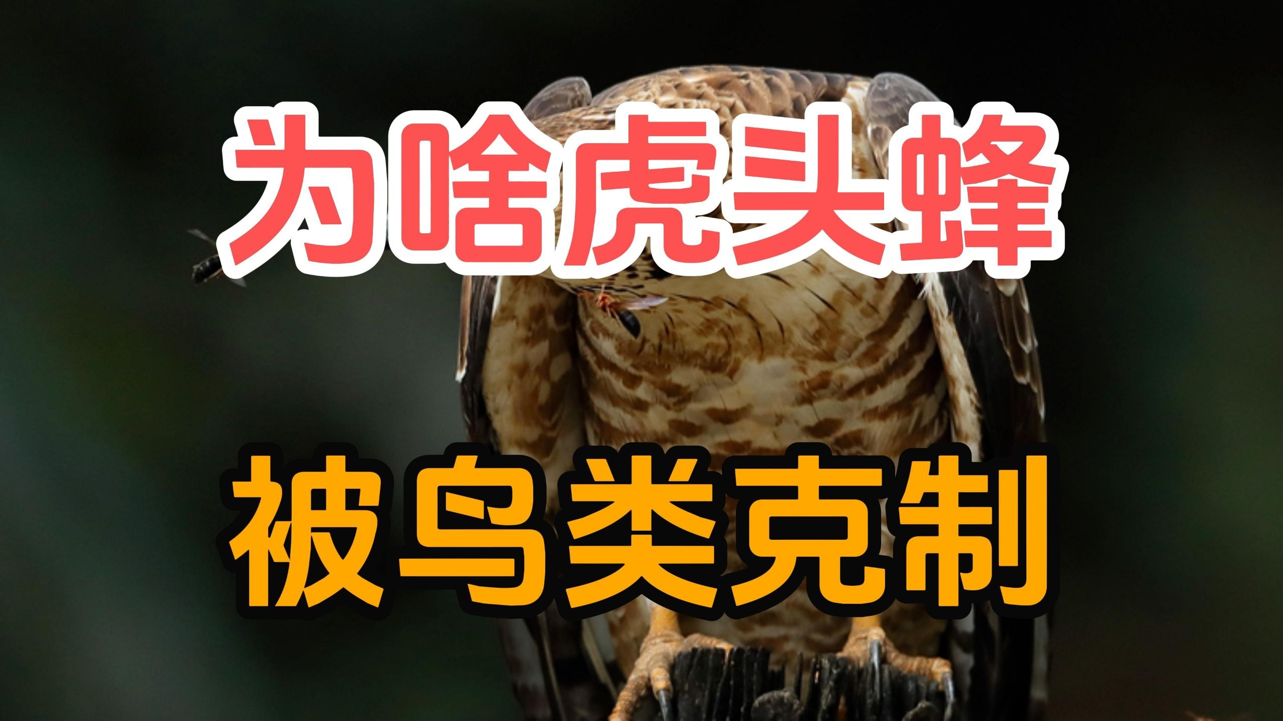 为什么几千只能蛰死人的虎头蜂，却会被一只鸟撕裂它们的蜂巢？-行者道荣-行者道荣-哔哩哔哩视频