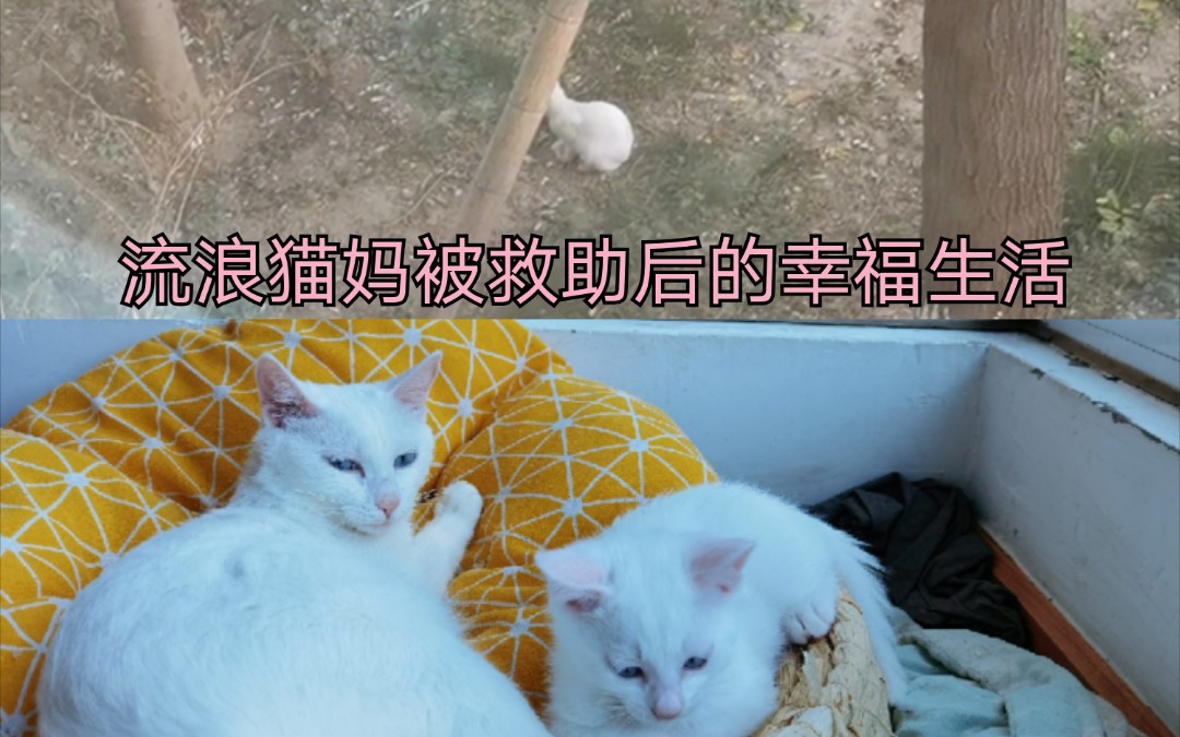 【二黑】曾经是流浪孕猫的二黑现在的幸福生活,偶遇之前二黑的流浪小伙伴,流浪猫和家养猫生活的心酸对比哔哩哔哩bilibili