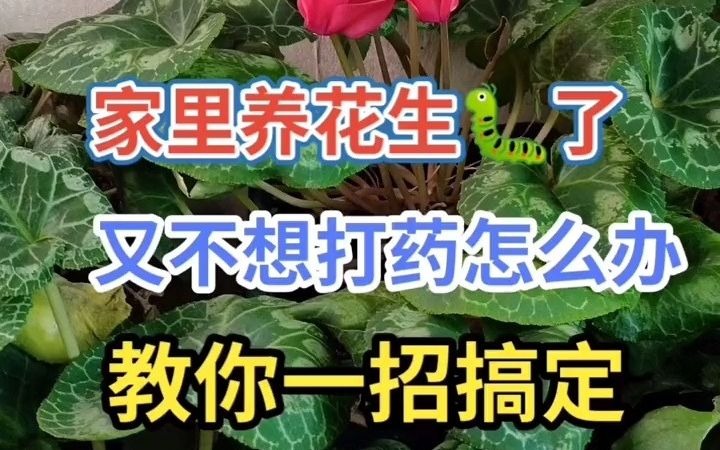 家里养花生虫,又不想打药怎么办?哔哩哔哩bilibili