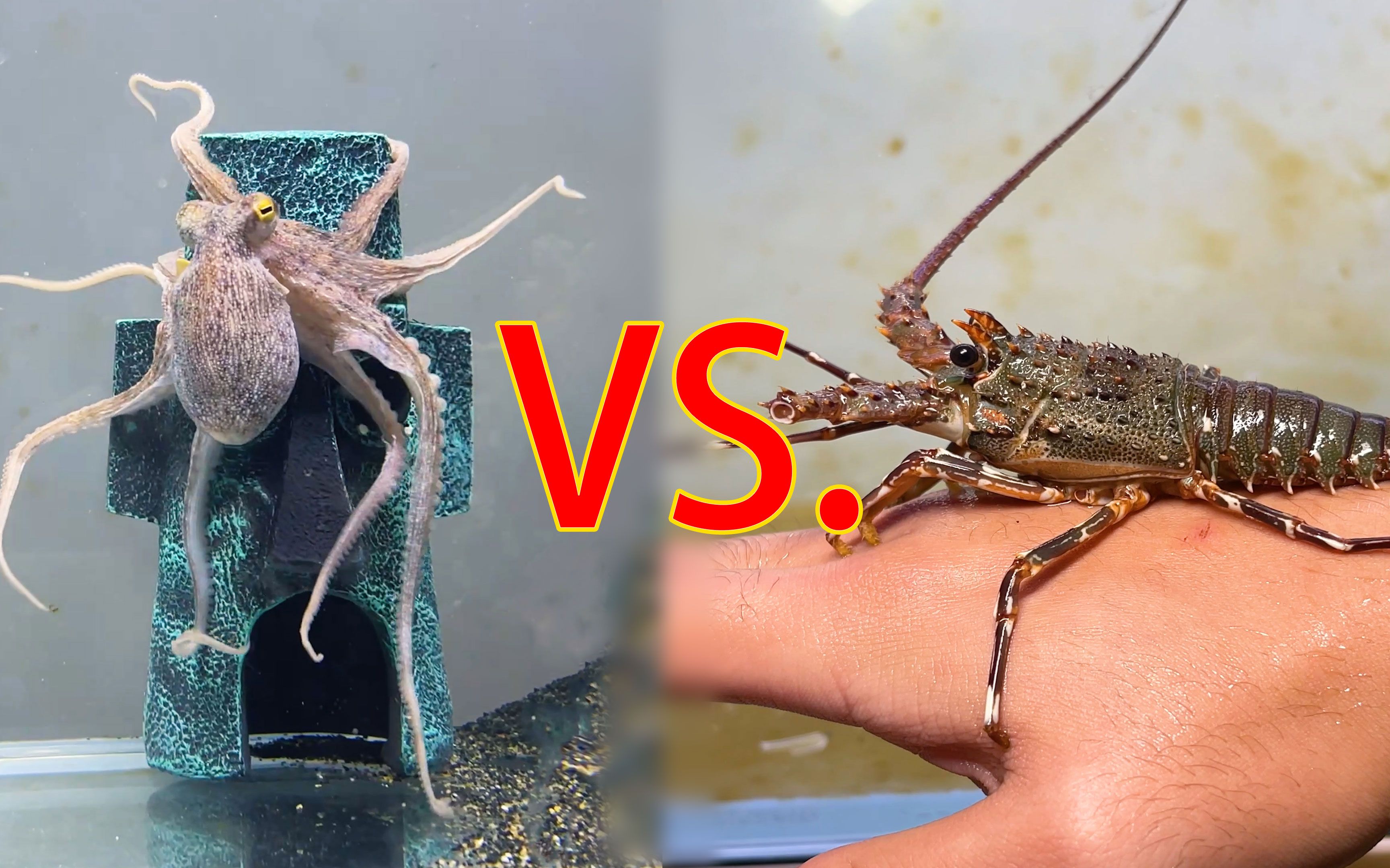 章鱼哥vs大龙虾,近距离观看章鱼捕食龙虾瞬间!再给派大星它们放进去