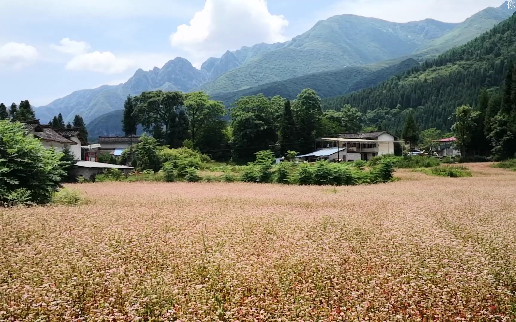 [图]好一片美丽的甜荞花