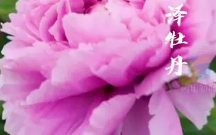 Télécharger la video: 诗画山东丨绝代只西子，众芳惟牡丹！菏泽万亩牡丹竞相开放，魏紫姚黄，香飘万里