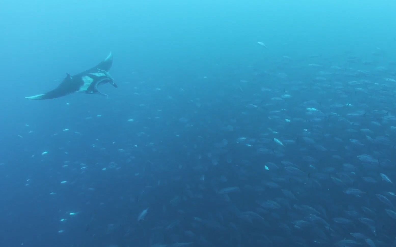 f158 蓝色海底海洋鱼群蝙蝠鱼游动神奇海洋生物水族馆海洋馆梦幻视频背景素材哔哩哔哩bilibili