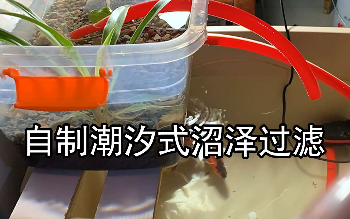 小伙自制潮汐式沼泽过滤成本极低效果贼好