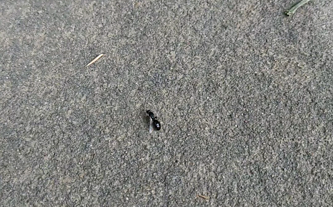 草地铺道蚁新后脱翅