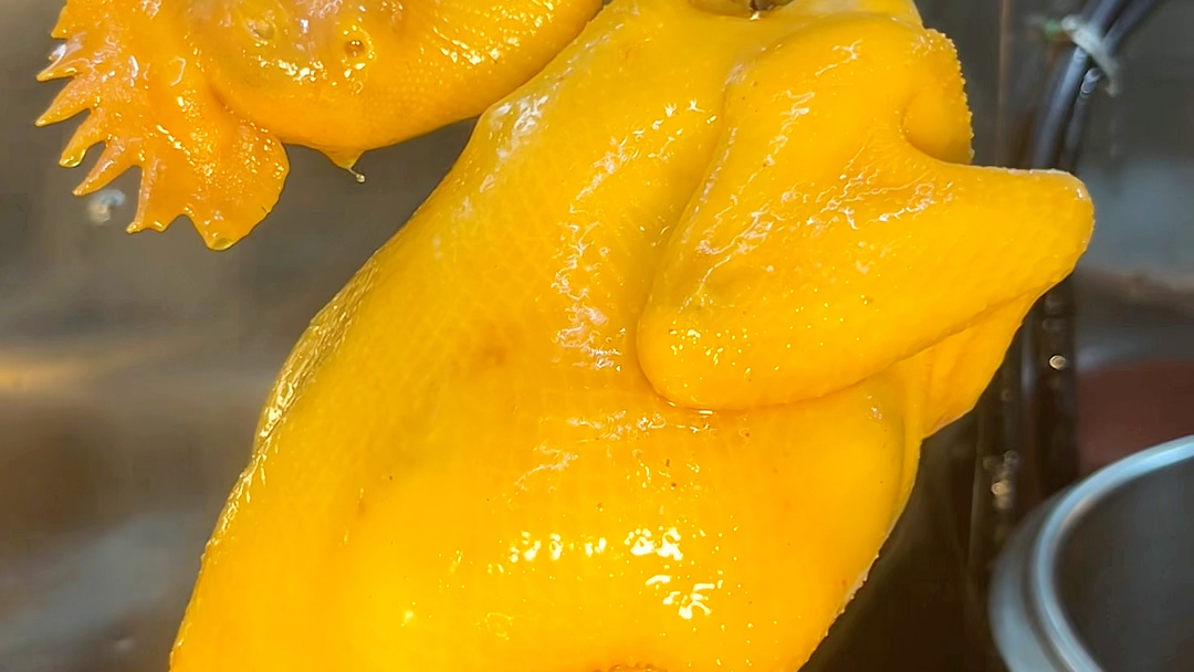 档口销量王,秘制咸香鸡,每日新鲜出品91