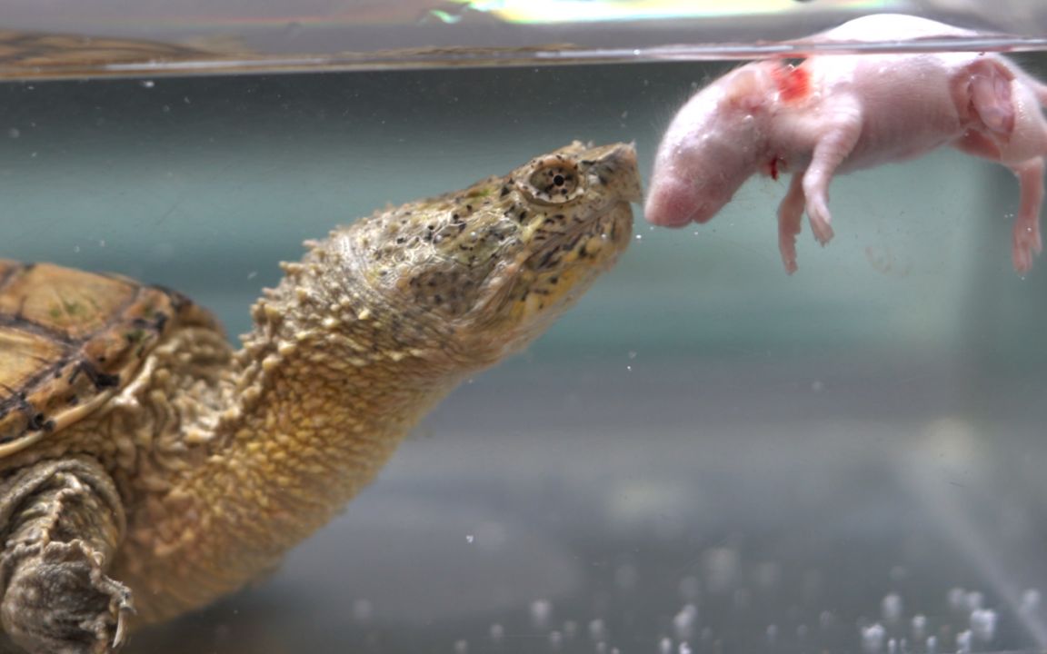 鳄龟vs老鼠,鳄龟一直不长个,喂一只活老鼠给它补一补,结果会如何?