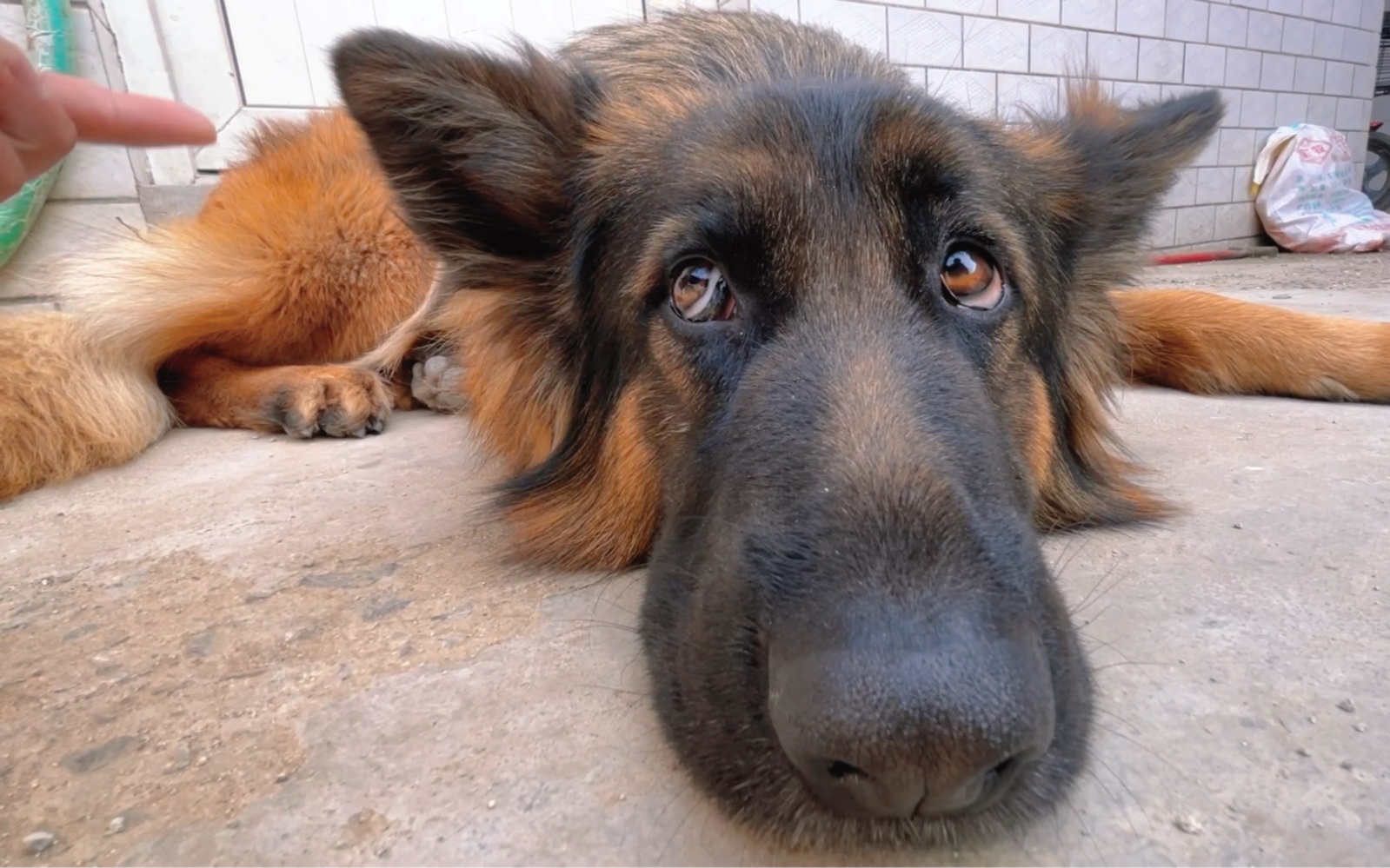 这车座子一样的大脸还挺可爱的