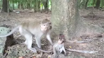 下载视频: 被坏猴子欺负的头破血流太掺了，差点脑瓜子开瓢