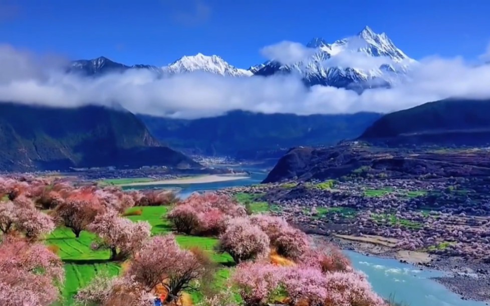 林芝赏花季,十里桃花开,在雪山下漫步,在峡谷里春游哔哩哔哩bilibili