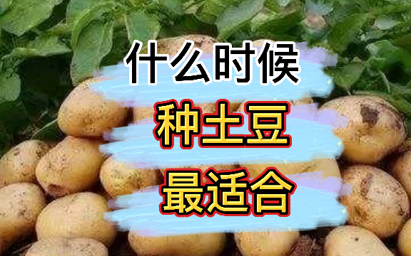 什么时候种植土豆最合适?怎么样才能种出又多又大的土豆?哔哩哔哩bilibili