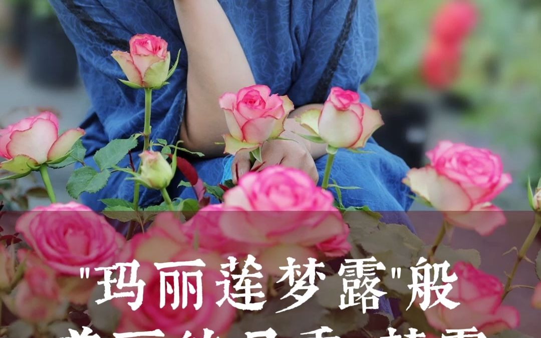 [图]【惠惠的花园】此“梦露"非彼梦露，它拥有独特的双色调，艳而不俗，花瓣厚实很耐开，不愧是月季界的”女神“