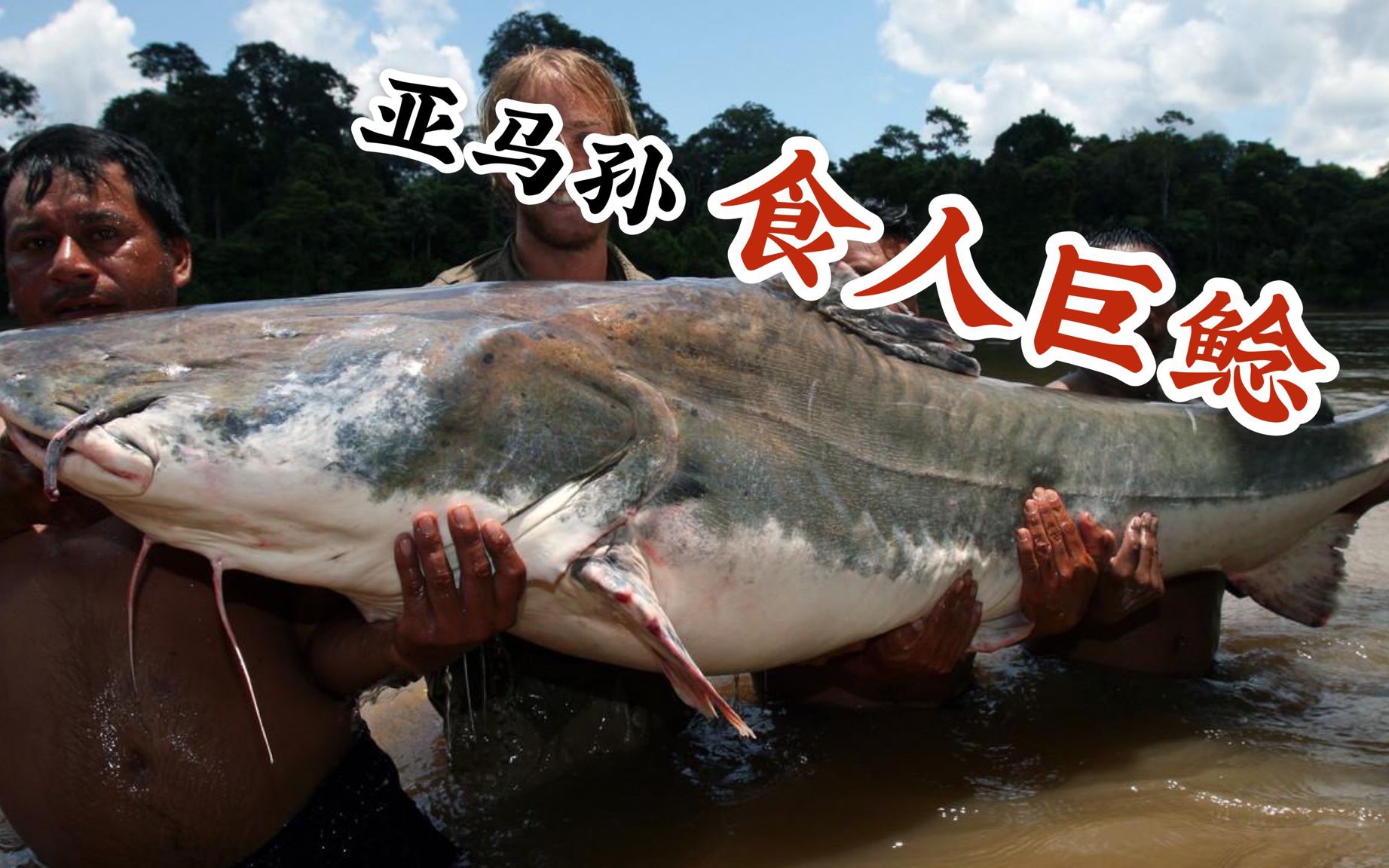 【御灵苑 御灵放映室】探秘亚马逊食人巨鲶_哔哩哔哩_bilibili