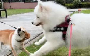 Скачать видео: 萨摩vs柴犬：我厉不厉害！厉不厉害！！