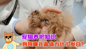 保守治疗斗牛犬角膜穿孔 又省下了一大笔费用 角膜穿孔保守治疗会康复吗 哔哩哔哩 Bilibili