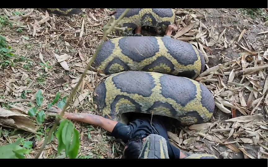 大蟒蛇居然想缠捉蛇人不料被反杀了