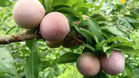 信宜茶山南華李上市,酸甜可口,爽脆多汁,想吃的朋友可以來找我哇,廣東