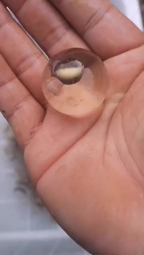 你见过娃娃鱼的卵吗?看起来像不像我们小时候玩的玻璃球?
