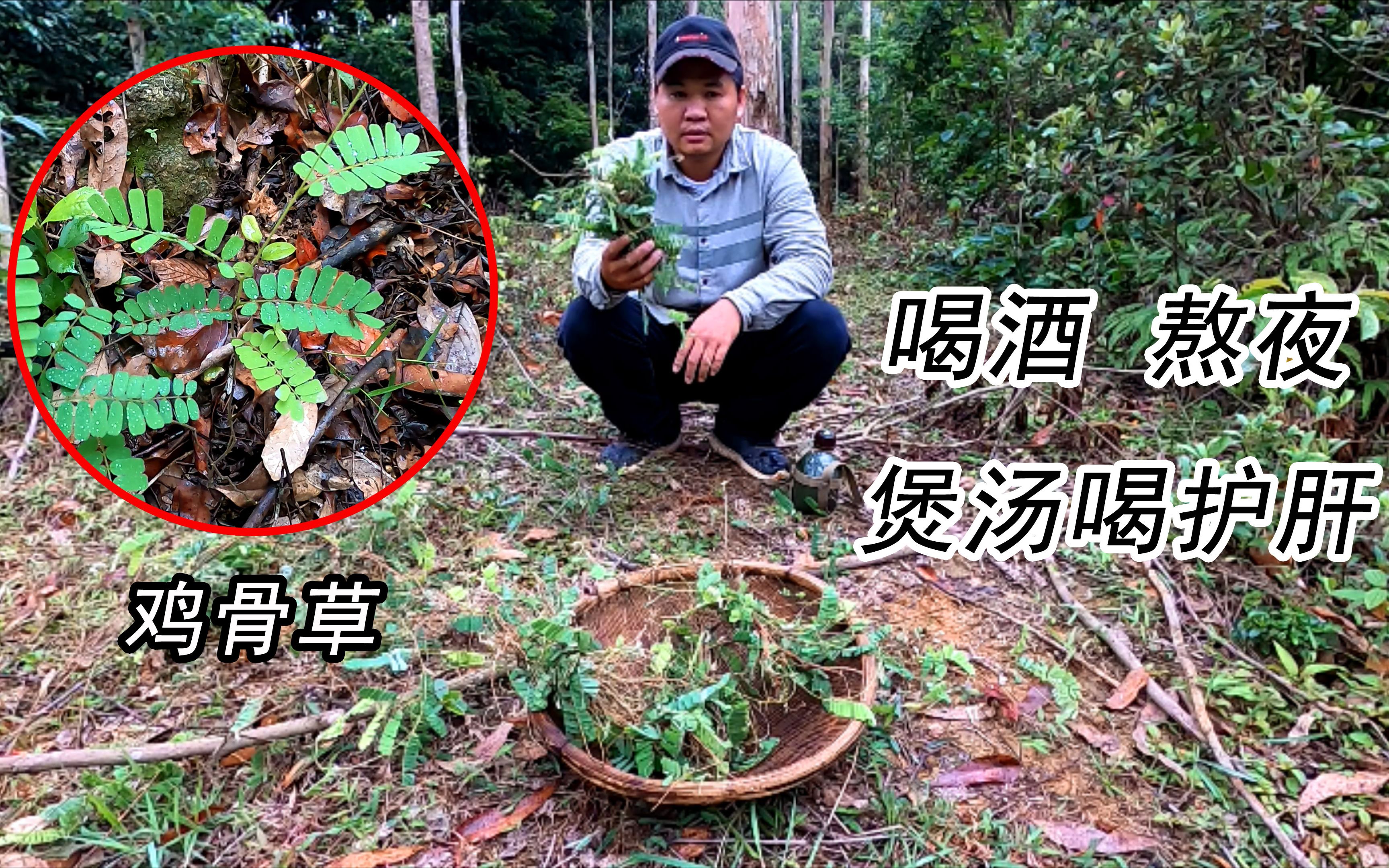 小伙深山采挖中药鸡骨草,煲汤清热去肝火 ,爱喝酒的护肝最合适哔哩哔哩bilibili