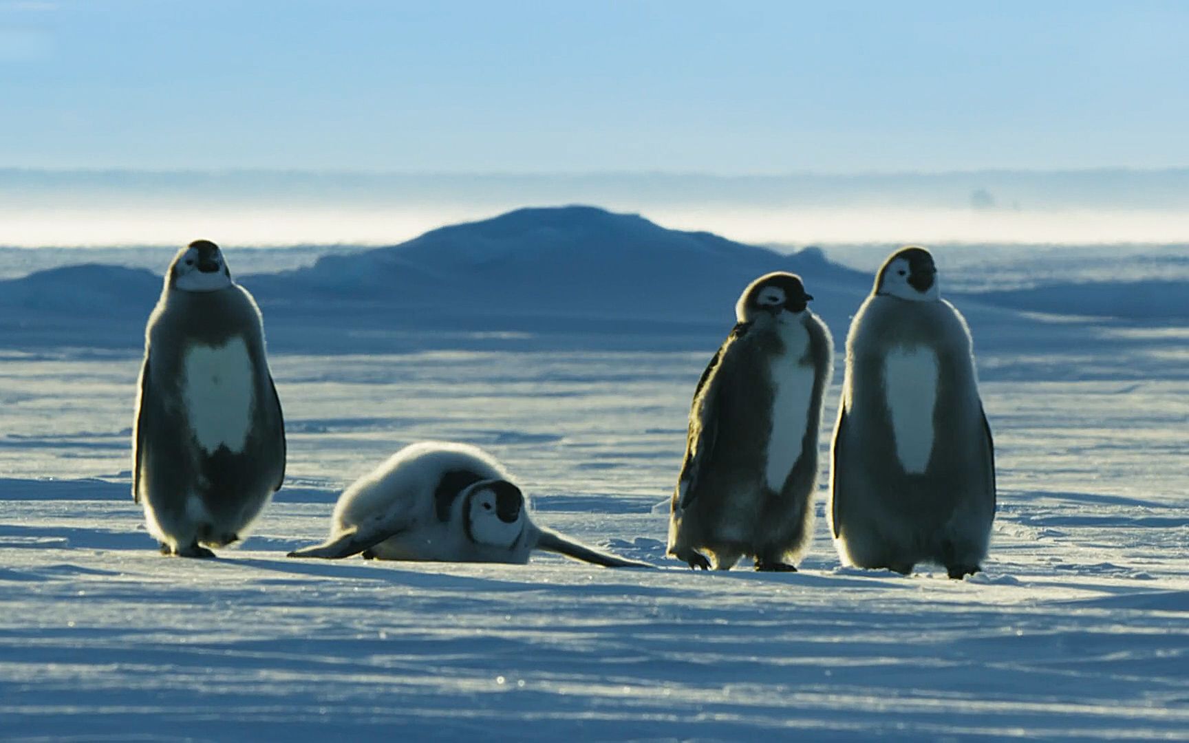 刚成年的企鹅成群结队,跨越冰川,远赴大海,中途全部掉入深沟