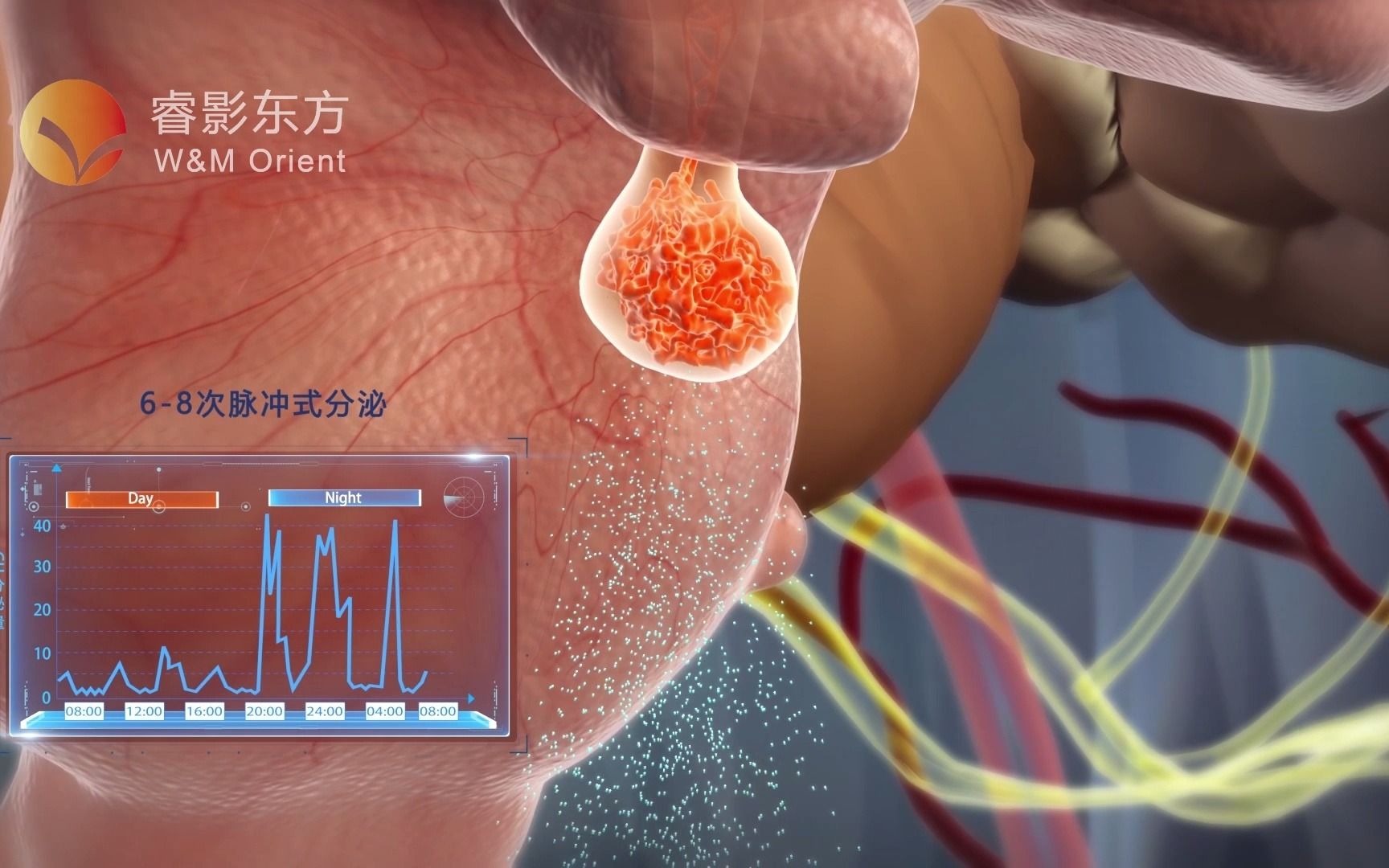 【3D医学动画】人的生长激素是哪里产生的呢!是以什么样方式分泌的呢?哔哩哔哩bilibili