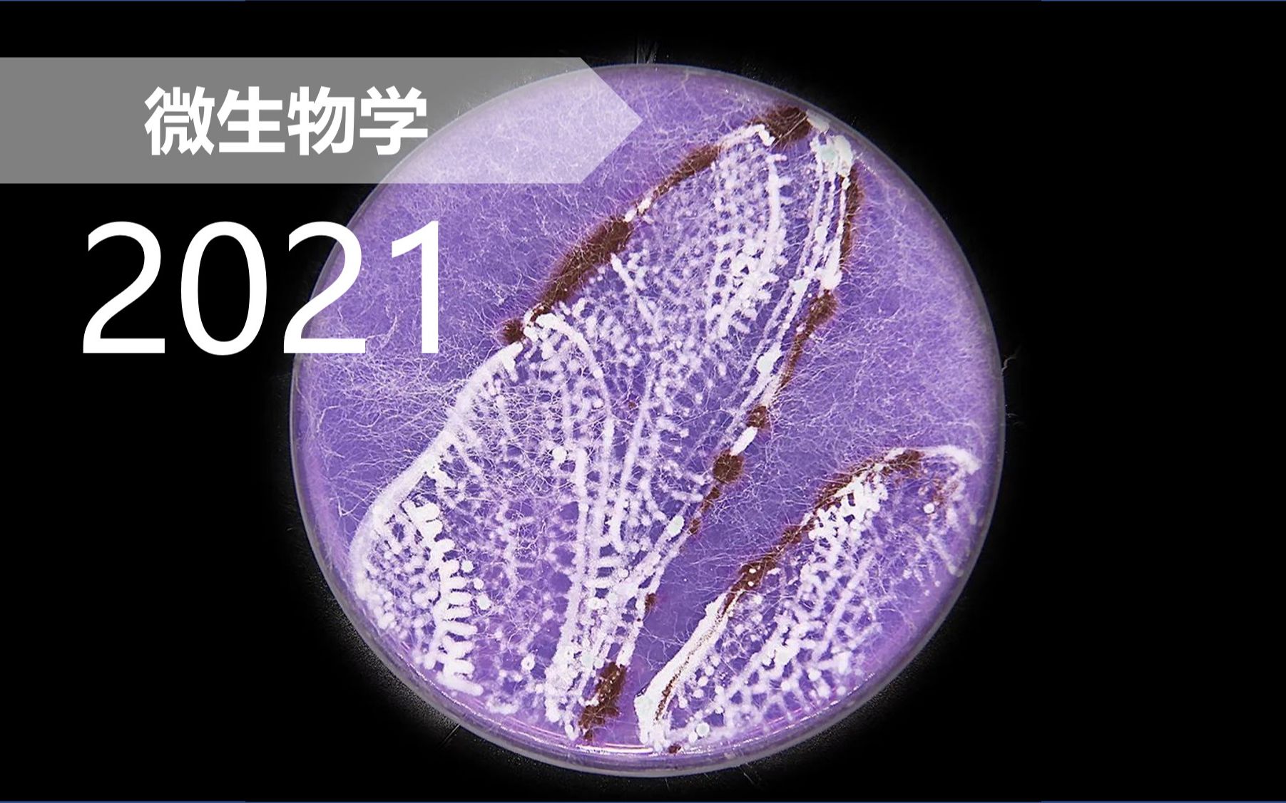 [图]【微生】微生物学 2021