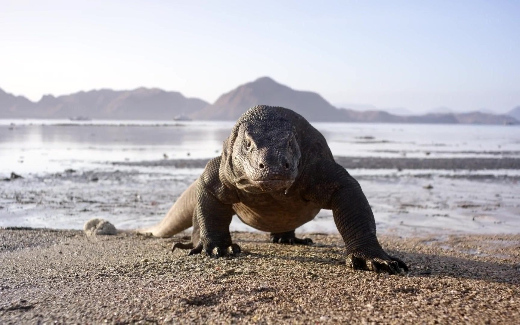 [图]行星地球加长预告 Planet Earth II- Official Extended Trailer | BBC Earth