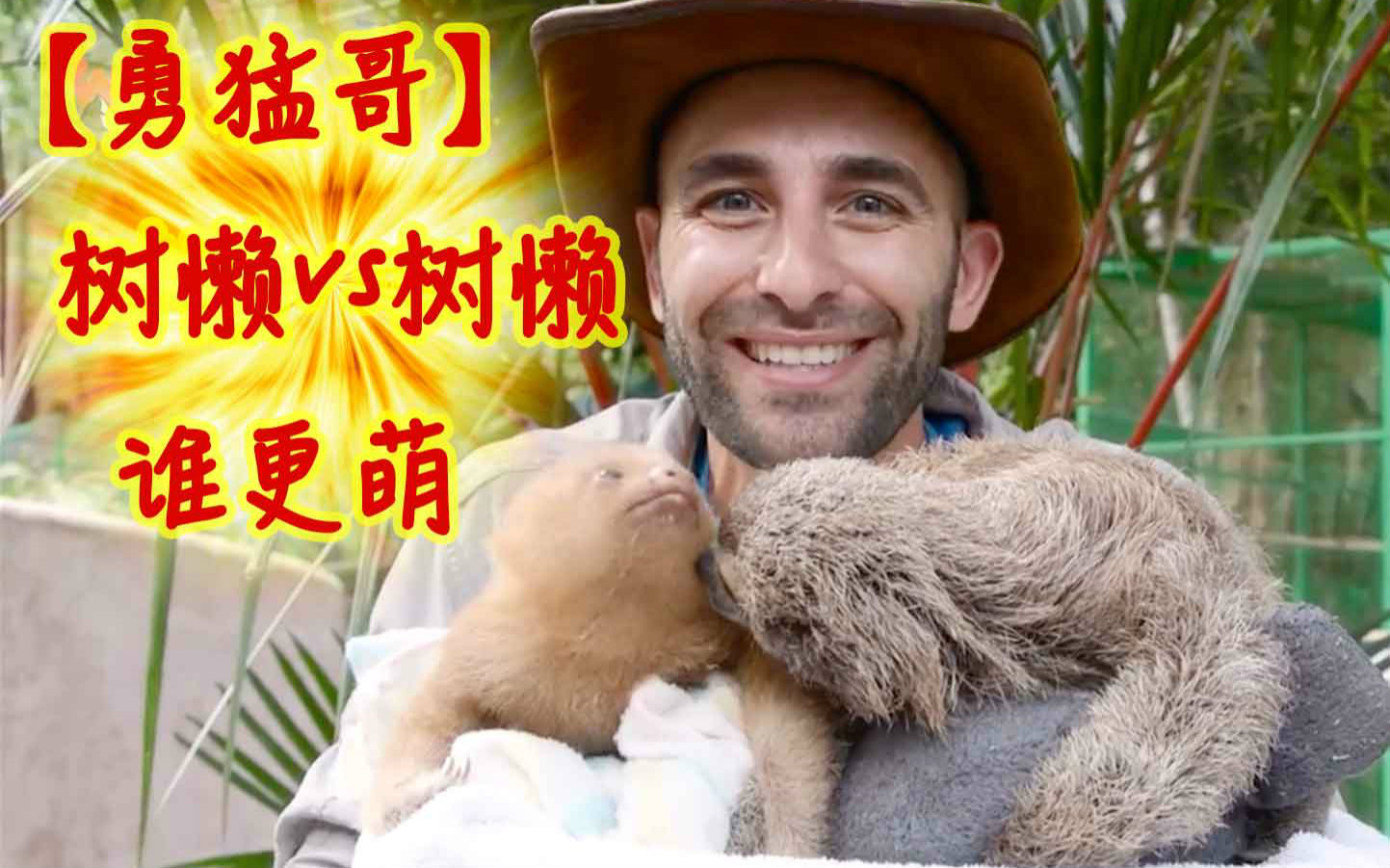 【勇猛哥】三趾树懒vs二趾树懒