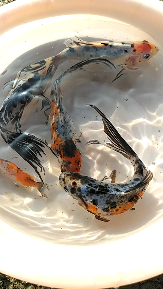 自己繁殖的五花草金