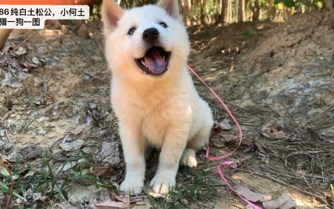 自带天使微笑的白土松,你们说这狗好看吗