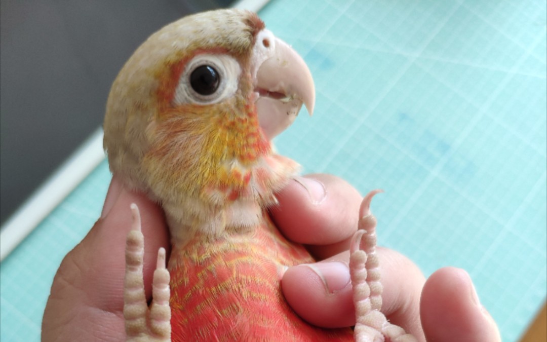 带标超高趴凤梨小太阳_哔哩哔哩_bilibili