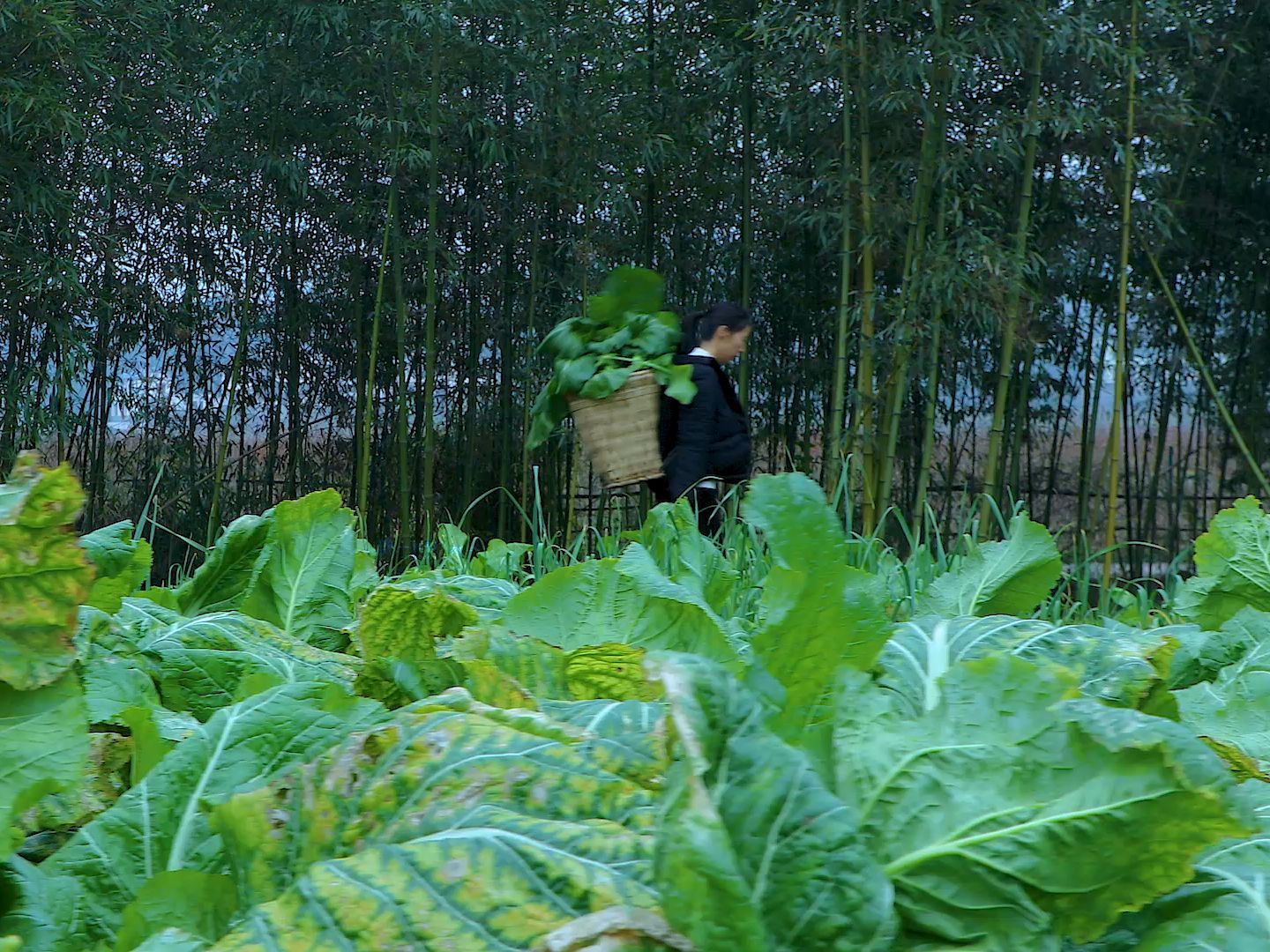 外面的世界很精彩,我的世界很平常,酸菜种植记.哔哩哔哩bilibili