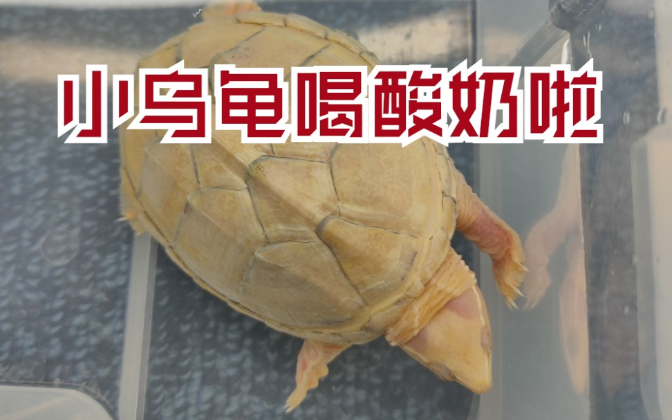 【白化麝香龟】小龟龟喝酸奶