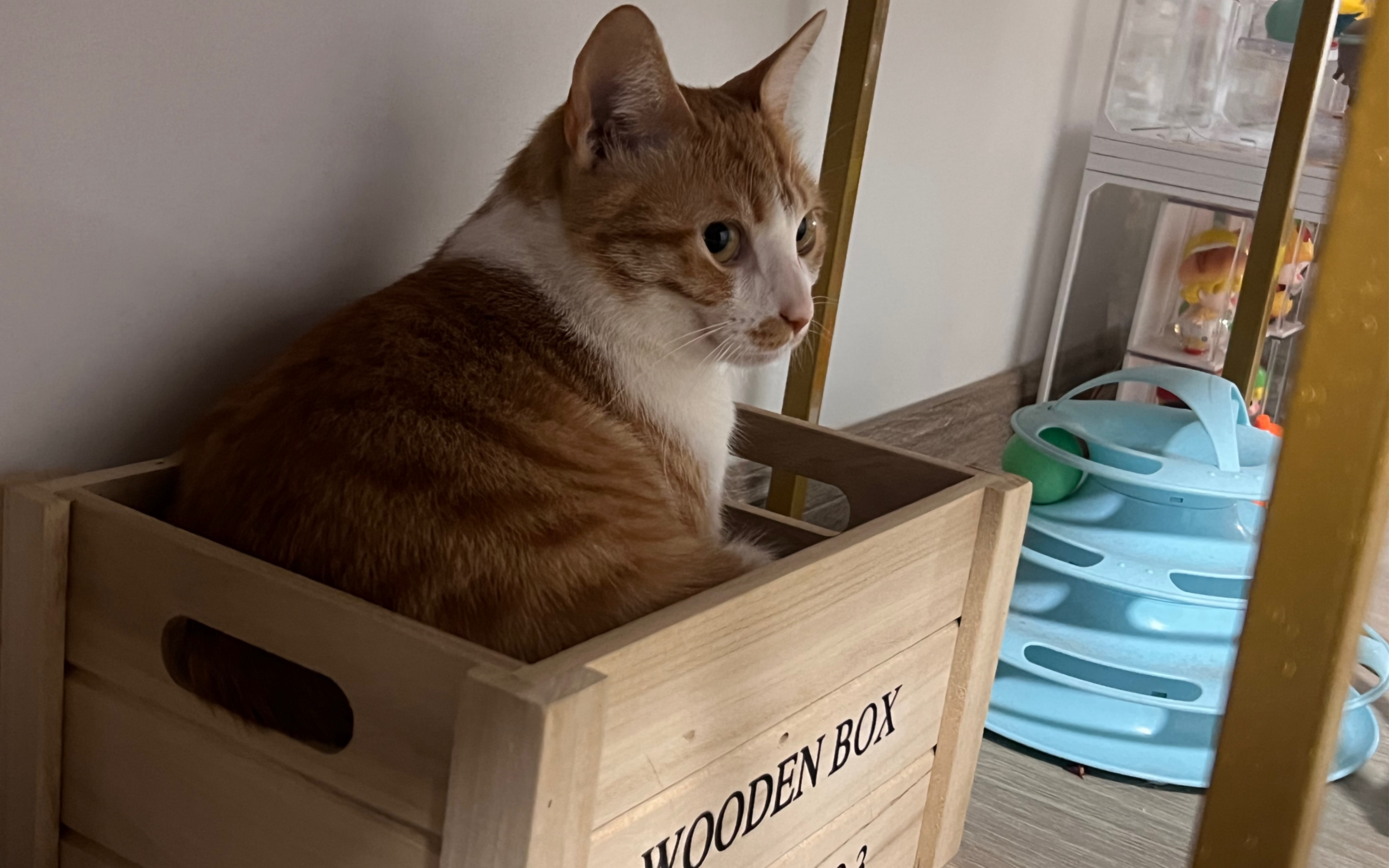 一些盒子猫日常