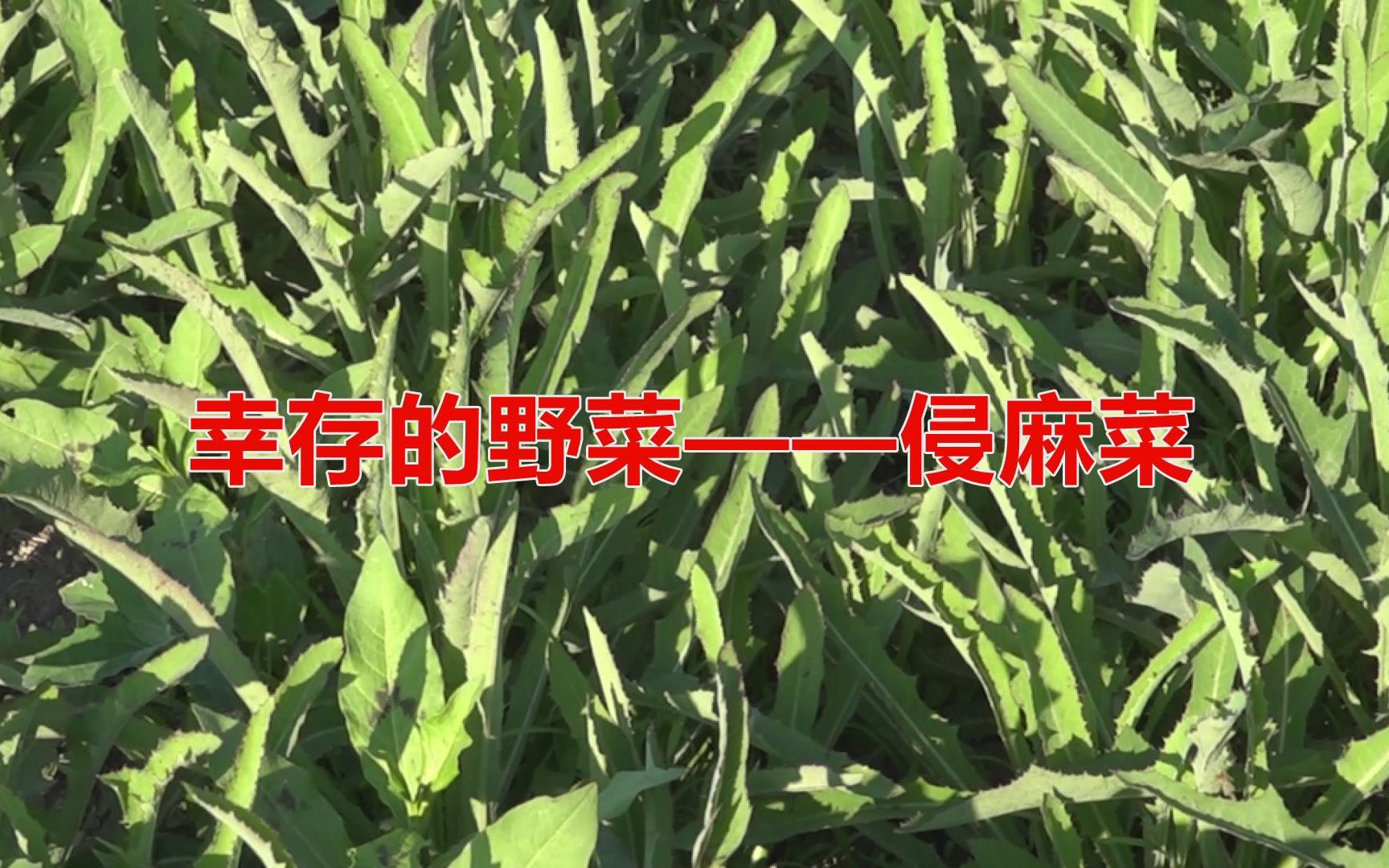 幸存的野菜侵麻菜哔哩哔哩bilibili